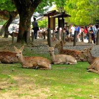 viaggio di nozze -nara